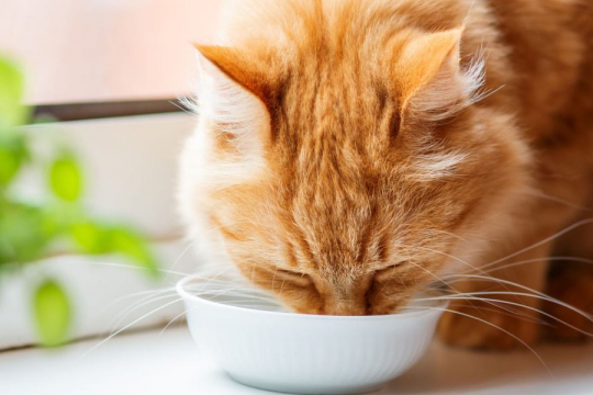 Pedialyte for Cats: Overview, Dosage & Side Effects
