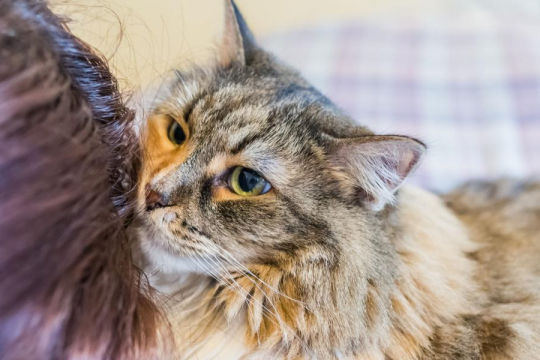 Why Do Cats Eat Human Hair?