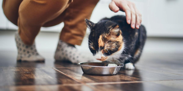 My Cat Ate A Chicken Bone: Should I Worry?