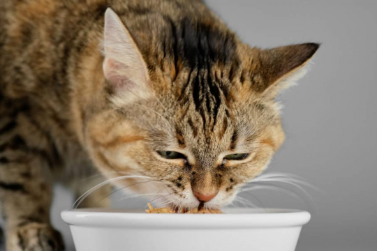 How To Switch From Wet To Dry Cat Food