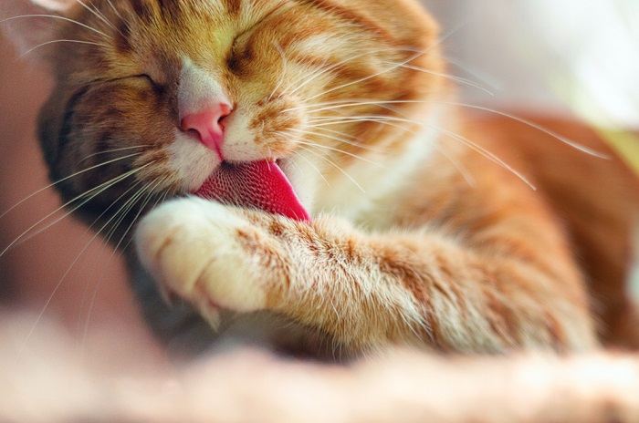 Cat grooming licking paw