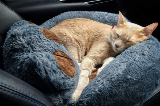 Should You Sedate A Cat For Travel?