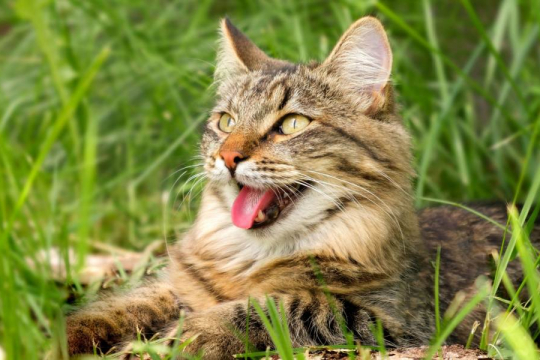 Permethrin Toxicosis in Cats: Causes, Signs & Treatment