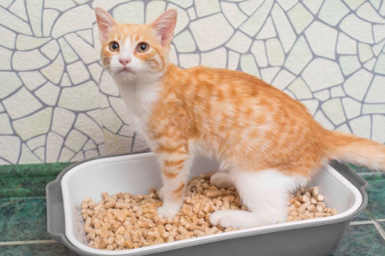 The Ultimate Guide To Cat Pee