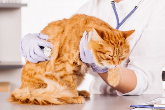 Robenacoxib for Cats: Overview, Dosage & Side Effects
