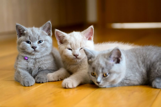 Can I Adopt Cats from The Same Litter? A Vet Explains