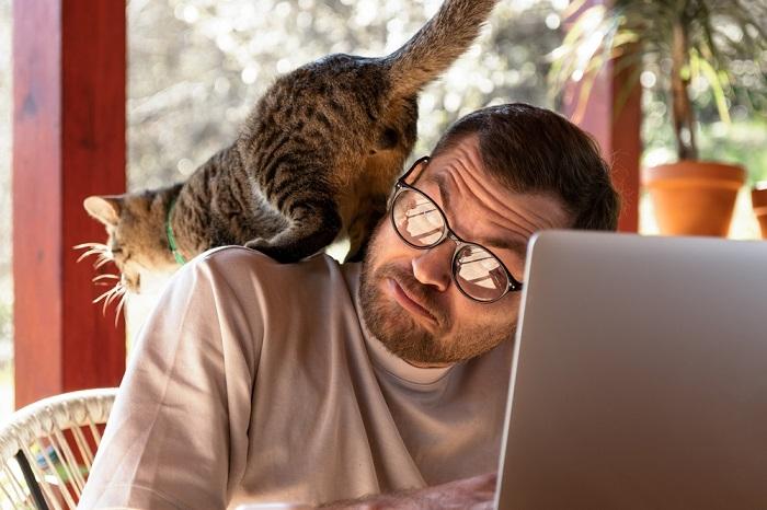 Image capturing a cat in mid-air, leaping gracefully, showcasing its impressive jumping ability and agile movement.