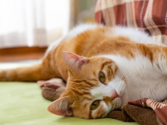 Cat kneading with paws on a soft surface