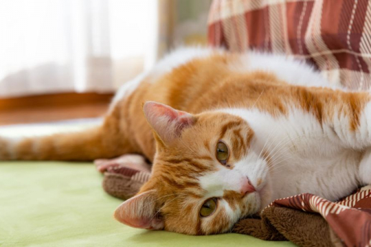 How Do Cats Say They Are Sorry?