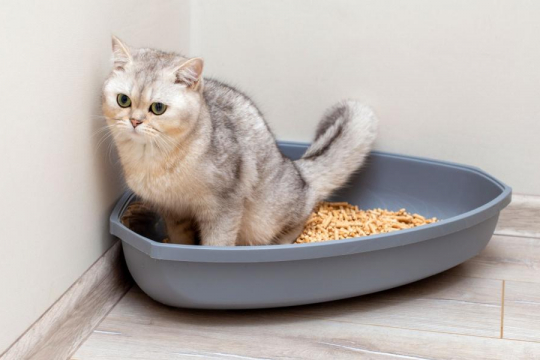 How To Tell If A Cat Is Straining To Poop Or Pee