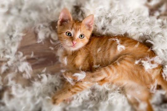 How To Calm Down a Hyper Cat: 10 Tips To Try