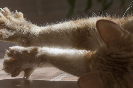 Why Declawing Is Bad for Your Cat & What To Do Instead