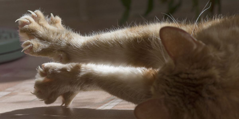 Why Declawing Is Bad for Your Cat & What To Do Instead