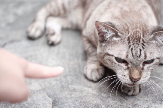 8 Reasons You Should Never Punish Your Cat