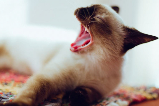 What Does It Mean When A Cat Is Screaming?