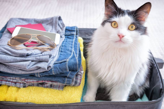 Cat Keeps Peeing on Husband’s Things? Top 5 Reasons Why