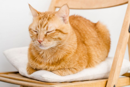Why Do Cats Sleep With Their Head Up?