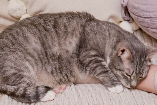 Do Cats Experience Deep Sleep? Here’s What We Know
