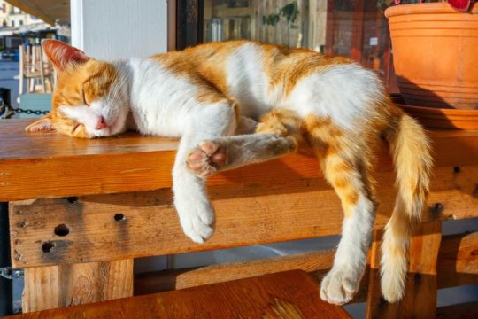 What Do Outdoor Cats Like To Sleep In?