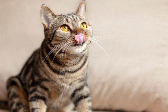 Why Is My Cat Sticking His Tongue Out and Breathing Heavily?