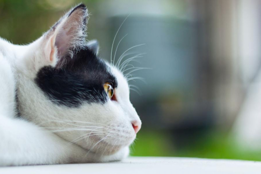 What Do Cats Think About? Science May Have the Answer