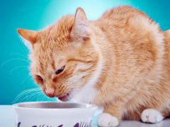 Image depicting a cat vomiting.