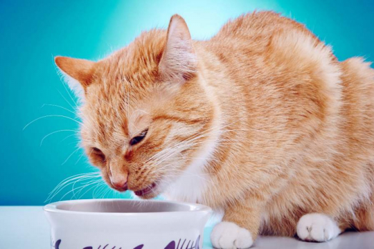 How To Clean up Cat Vomit in 5 Simple Steps