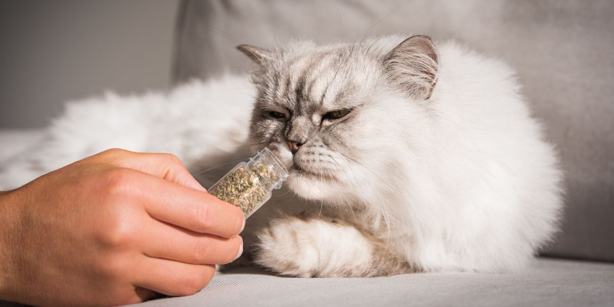 cat sniffing catnip