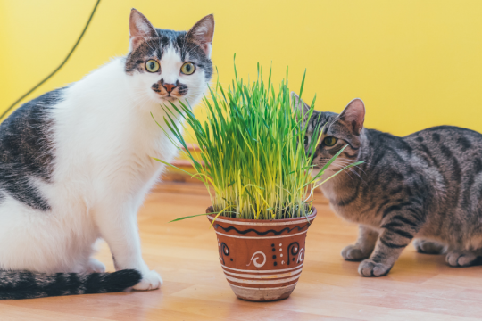 Does Catnip Make Cats High?