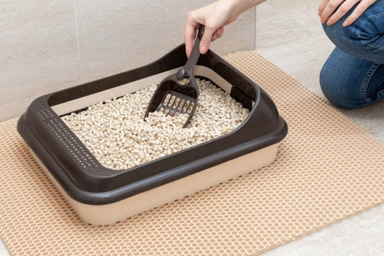 How Often Should You Change Cat Litter?