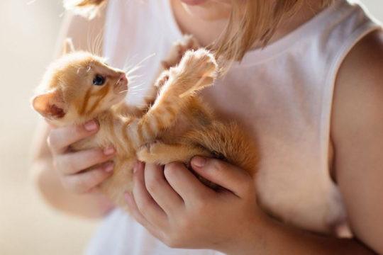 How To Socialize a Kitten: 6 Vet-Approved Steps