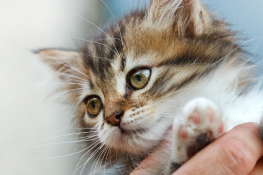 Can Cats Sense Autism?