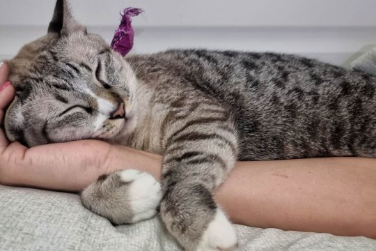 10 Signs Your Cat Is Obsessed With You
