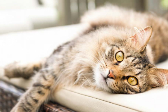 Should I Euthanize My Cat With Diabetes?