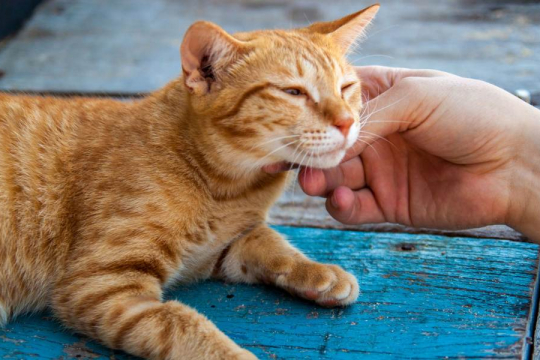 Why Is My Cat Shaking? (And How To Help)