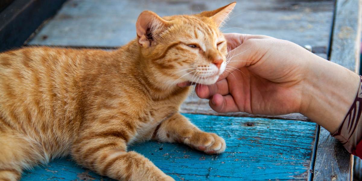 human holding face of happy cat