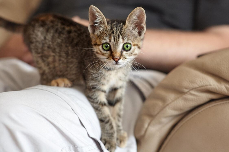10 Adorable Signs Your Cat Has Imprinted On You