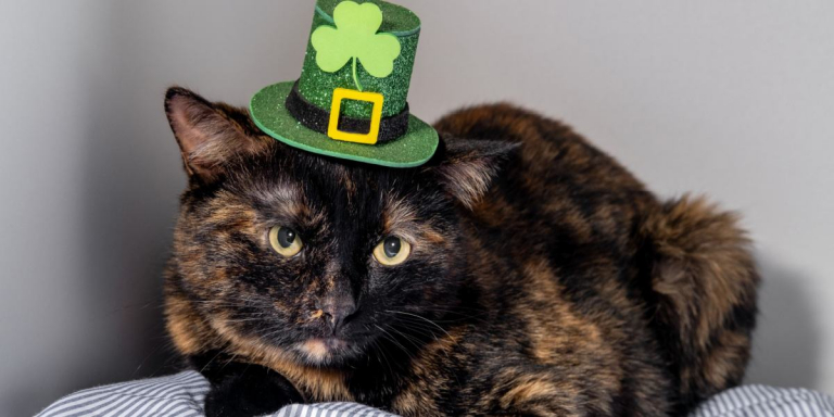 150 Awesome Irish Cat Names for Your Lovable Kitty