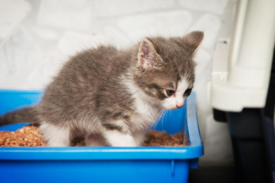 What Is The Best Place To Put A Litter Box?