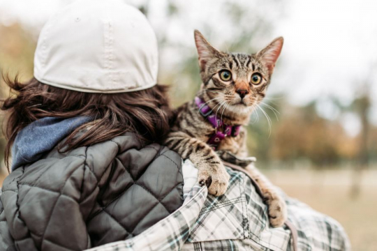 Why Does My Cat Like To Be Carried?