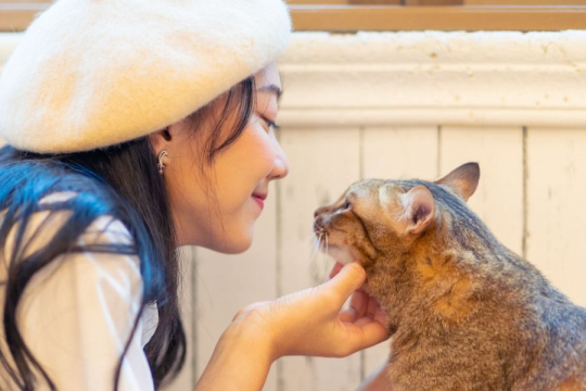 The 25 Best Tips For New Cat Owners