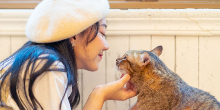 The 25 Best Tips For New Cat Owners