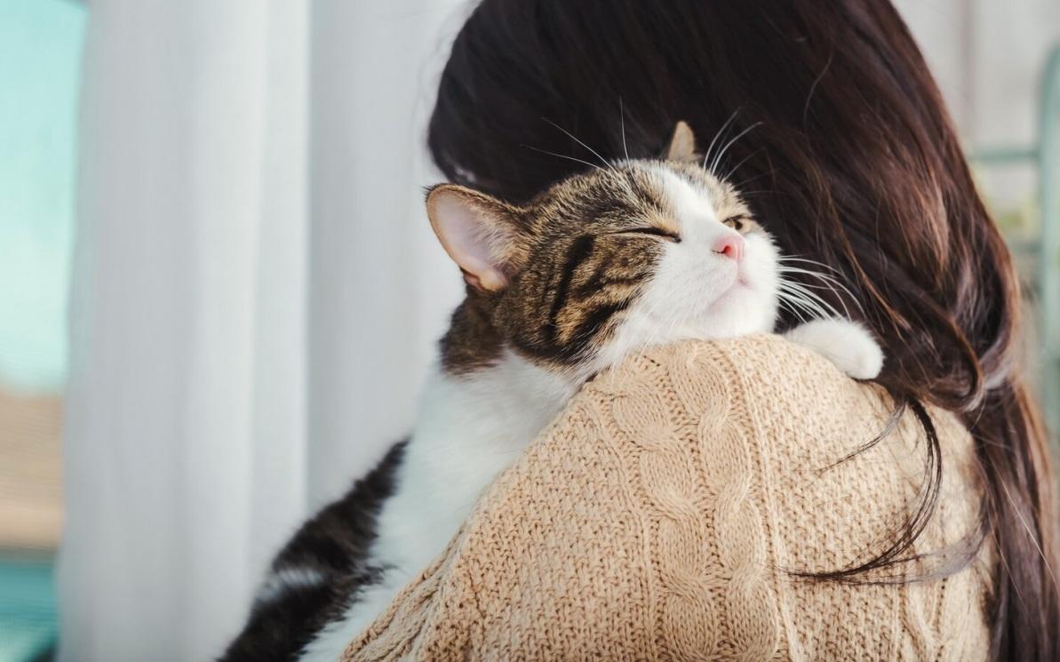 An image illustrating possessive behavior in cats, emphasizing their territorial nature and attachment to certain objects or spaces.