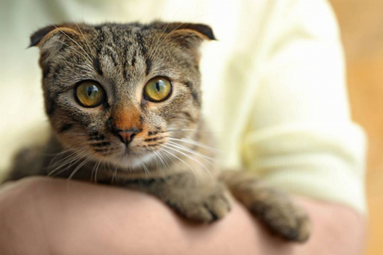 The Ultimate First Time Cat Owner Checklist