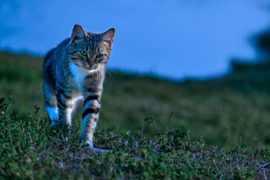 Can Cats Sleepwalk?