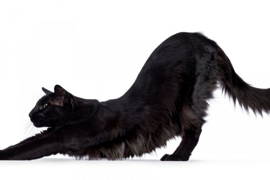 Why Are Cats So Flexible? A Vet Explains
