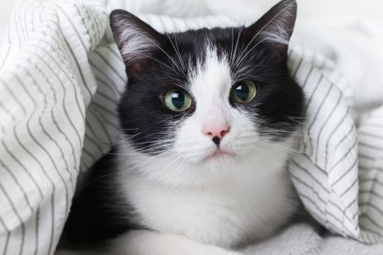 Do Cats Cry Tears When Sad Or In Pain?