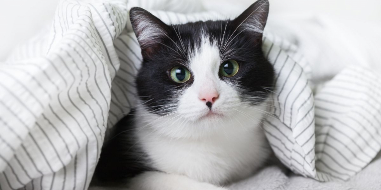 Do Cats Cry Tears When Sad Or In Pain?