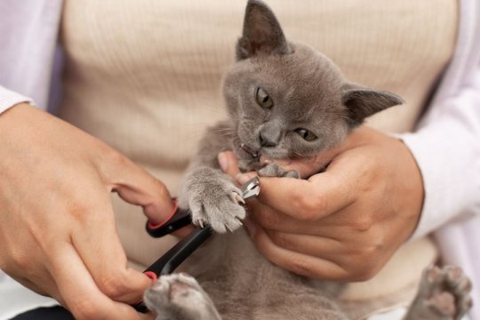 What To Do if Your Cat Won’t Let You Trim Their Nails