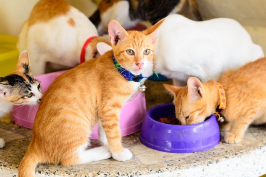 Do Cats Get Lonely Without Other Cats?